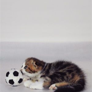 Meet your Posher, Savannah